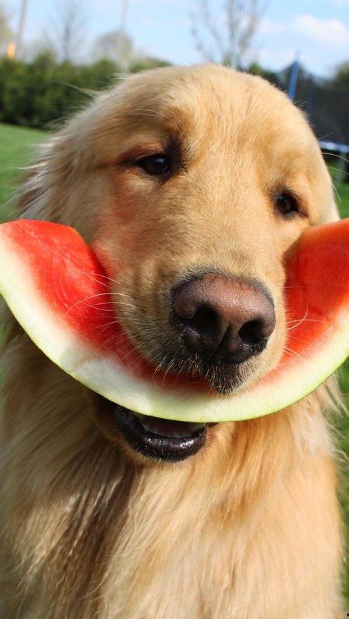 娱乐吃瓜酱小动物视频,小动物娱乐视频大盘点