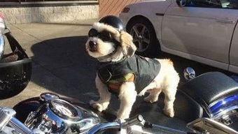 吃瓜娱乐图片文案搞笑,一张图带你领略吃瓜界的欢乐盛宴