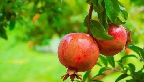 娱乐吃瓜酱石榴,揭秘娱乐圈那些鲜为人知的幕后故事