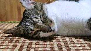 娱乐吃猫瓜,揭秘“吃猫瓜”背后的故事与真相