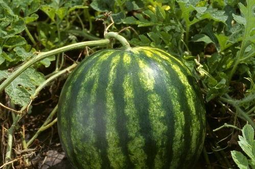 康欣娱乐吃瓜君,揭秘娱乐圈幕后真相