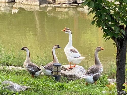 娱乐吃瓜小羊,揭秘娱乐圈那些不为人知的幕后故事