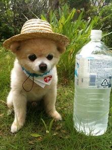 娱乐吃瓜酱监控小狗,小狗日常萌态大曝光！