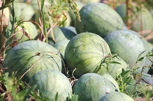 吃瓜娱乐木木子,木木子带你领略娱乐圈的欢乐时光