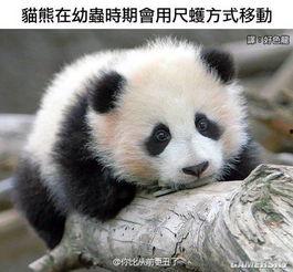 娱乐吃瓜大熊猫微博,揭秘大熊猫微博背后的趣味故事