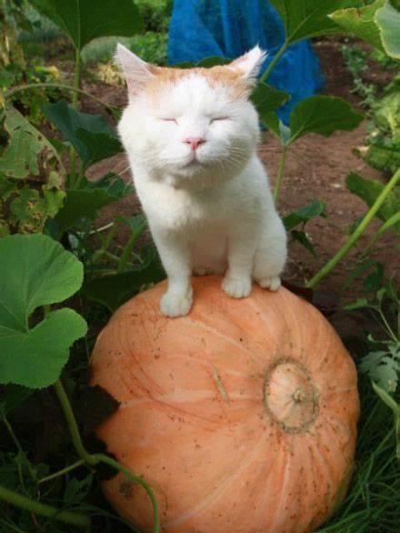 吃瓜娱乐猫,揭秘娱乐圈背后的趣味故事