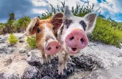 肥猪猪的日常娱乐吃瓜酱,娱乐酱的趣味生活点滴