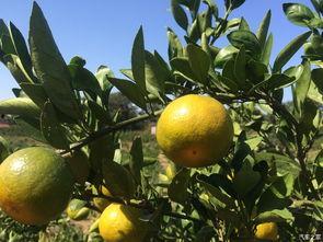 娱乐吃瓜橘子,揭秘娱乐圈那些不为人知的幕后故事